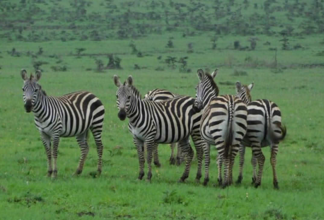 Zebras