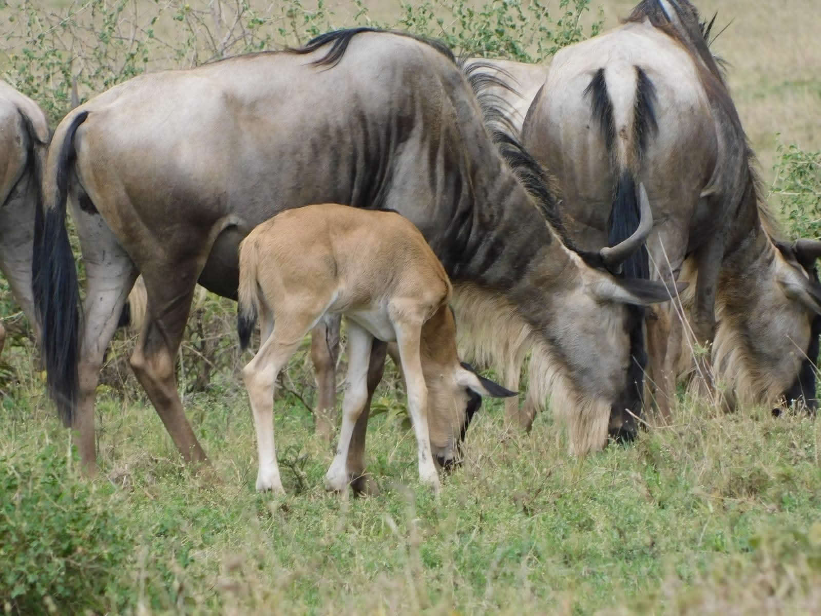 Wildebeest