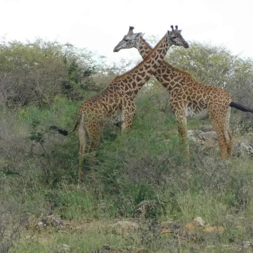 Giraffe